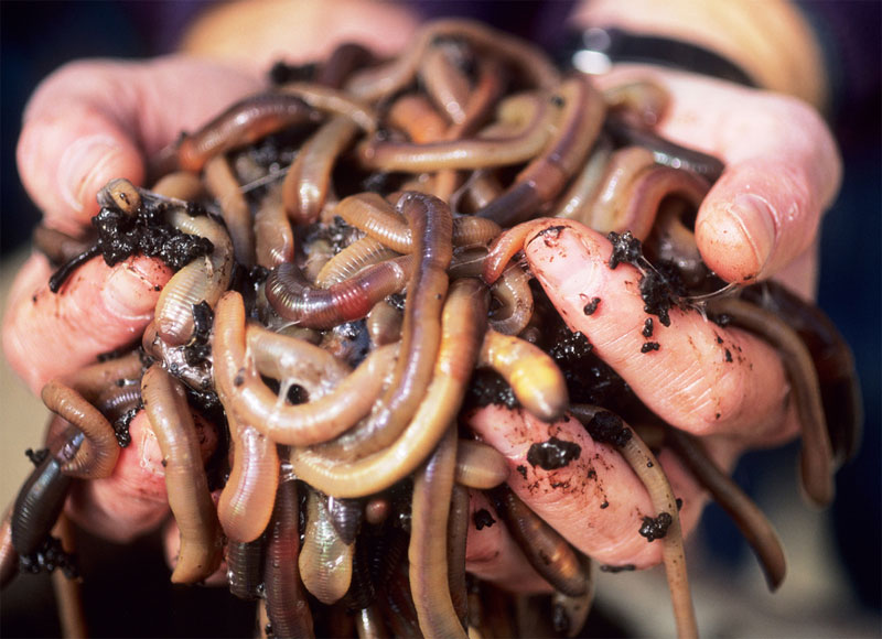 Fishing for eels with a clod of worms